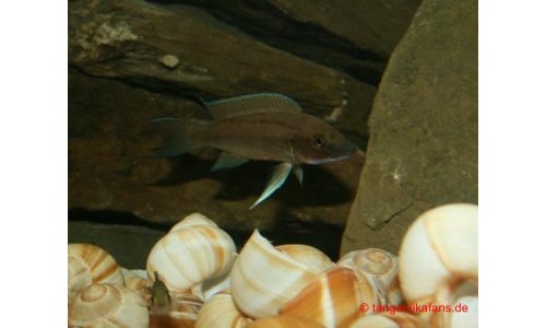 Neolamprologus longicaudatus kavalla